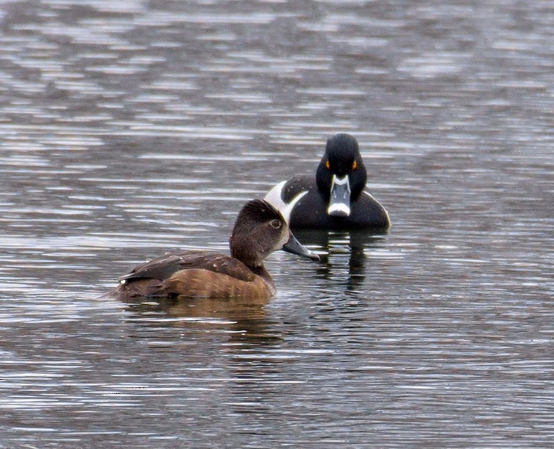 Ring-necked Duck - Mike Bailey