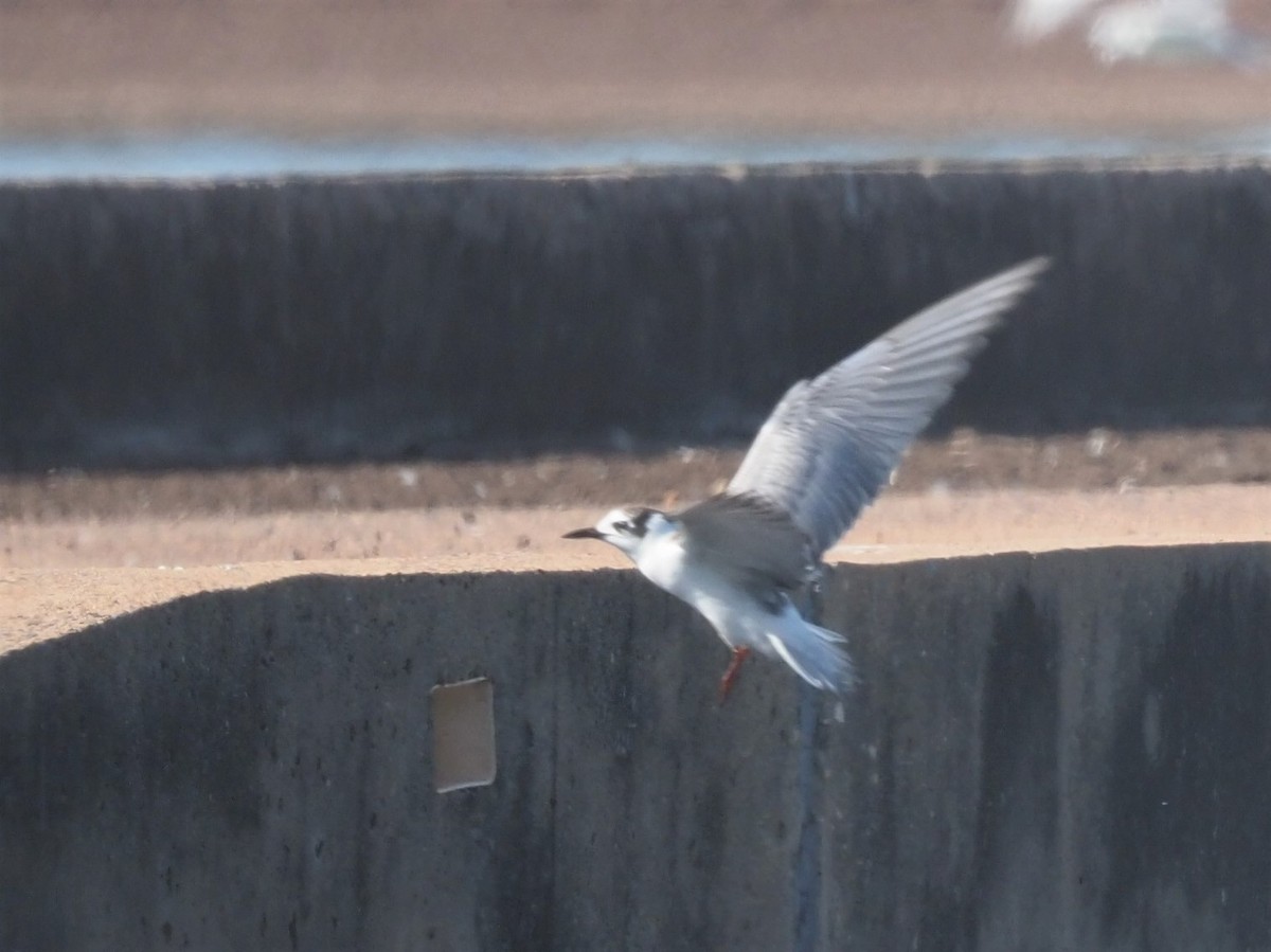 White-winged Tern - ML498535491