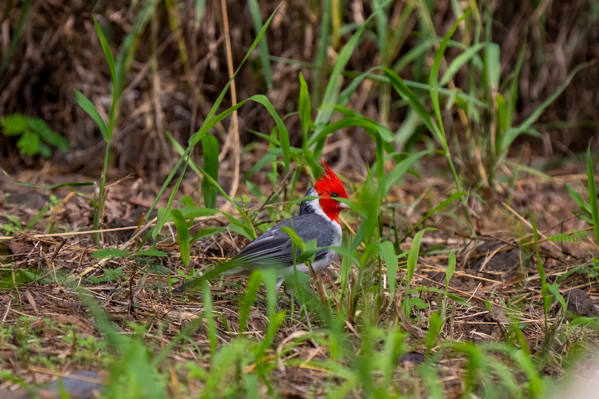 Red-crested Cardinal - ML498539321