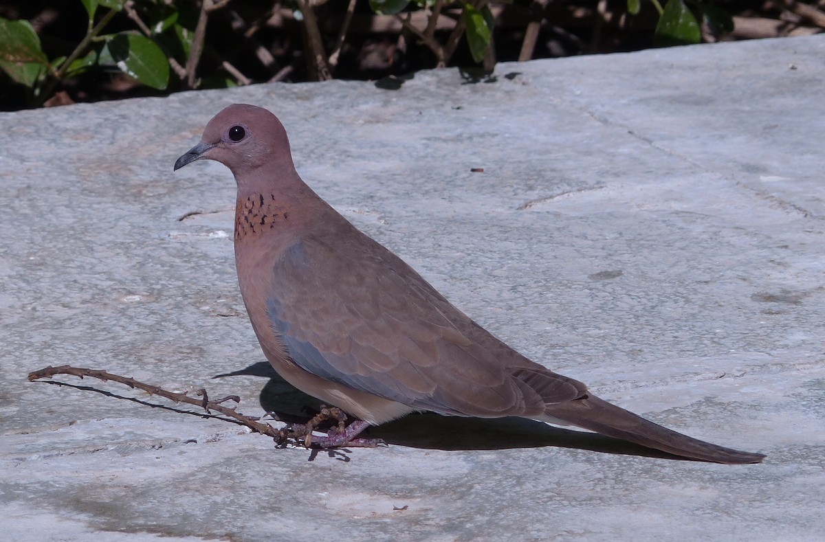Laughing Dove - ML49854021