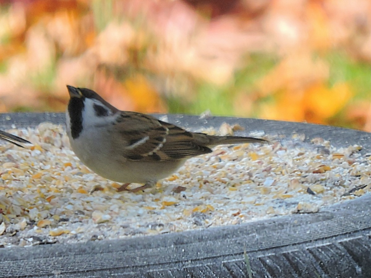 Eurasian Tree Sparrow - ML498547501