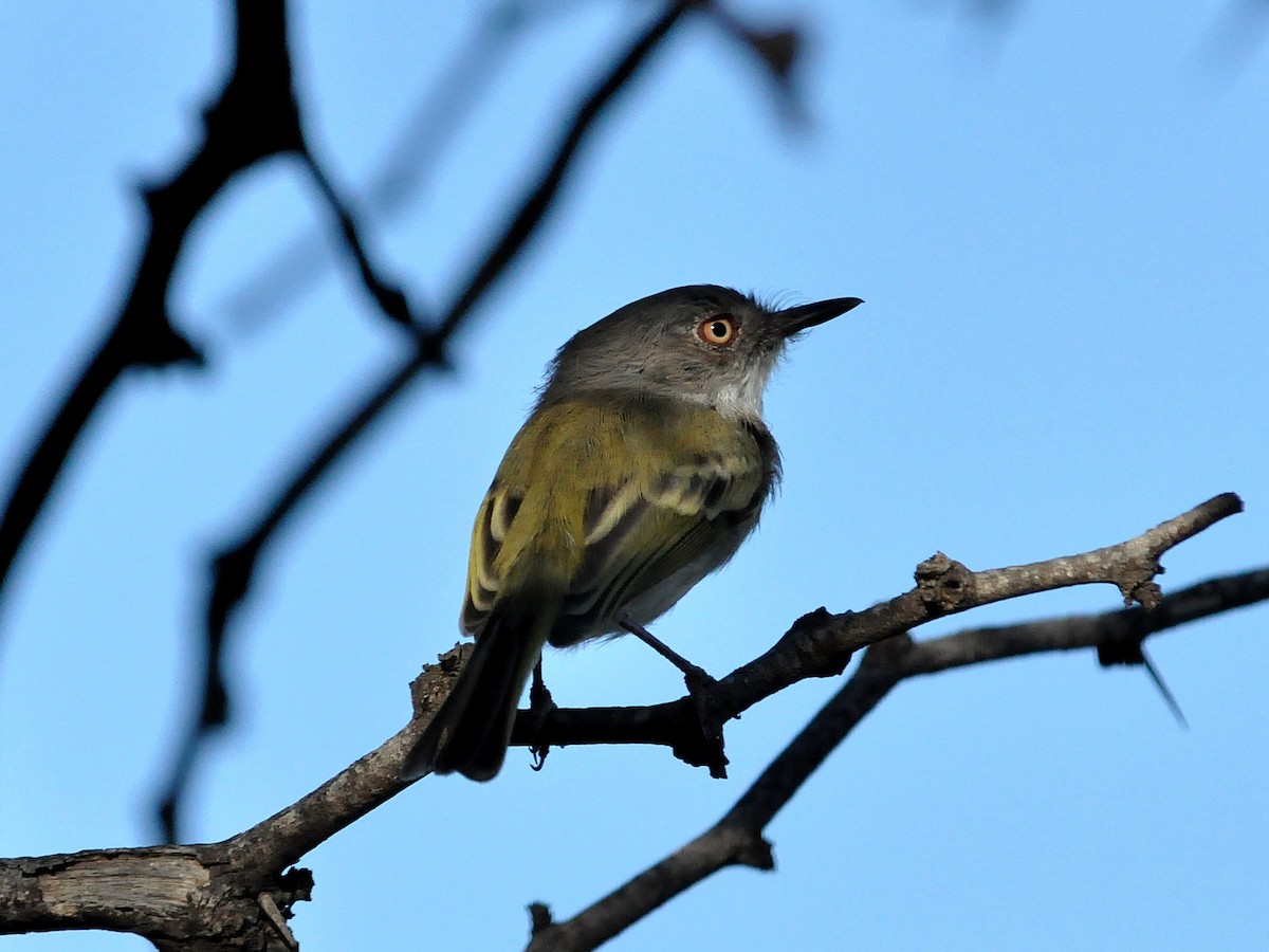 Pearly-vented Tody-Tyrant - ML49854751