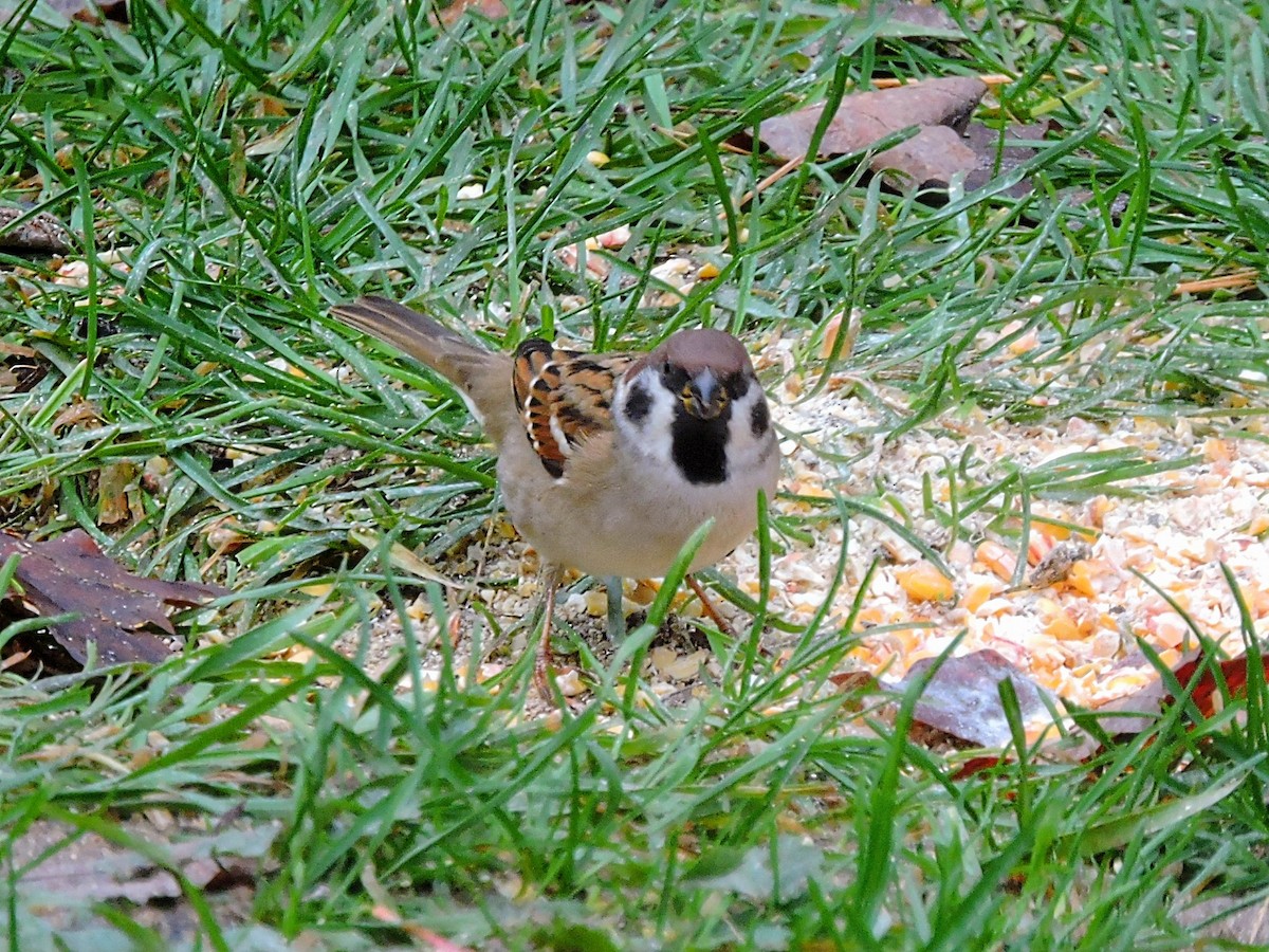 Eurasian Tree Sparrow - ML498547511