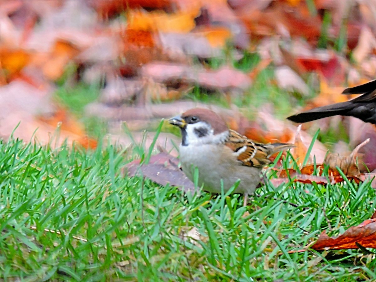 Eurasian Tree Sparrow - ML498547531