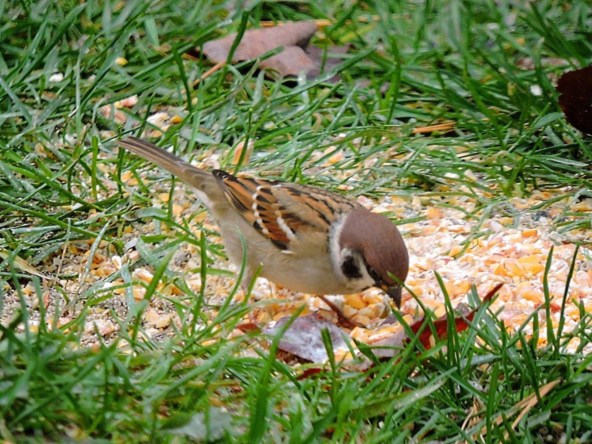 Eurasian Tree Sparrow - ML498547571