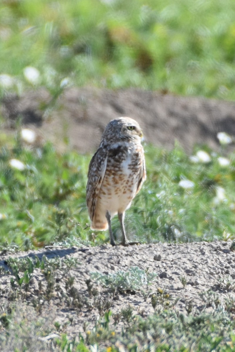Burrowing Owl - ML498549541
