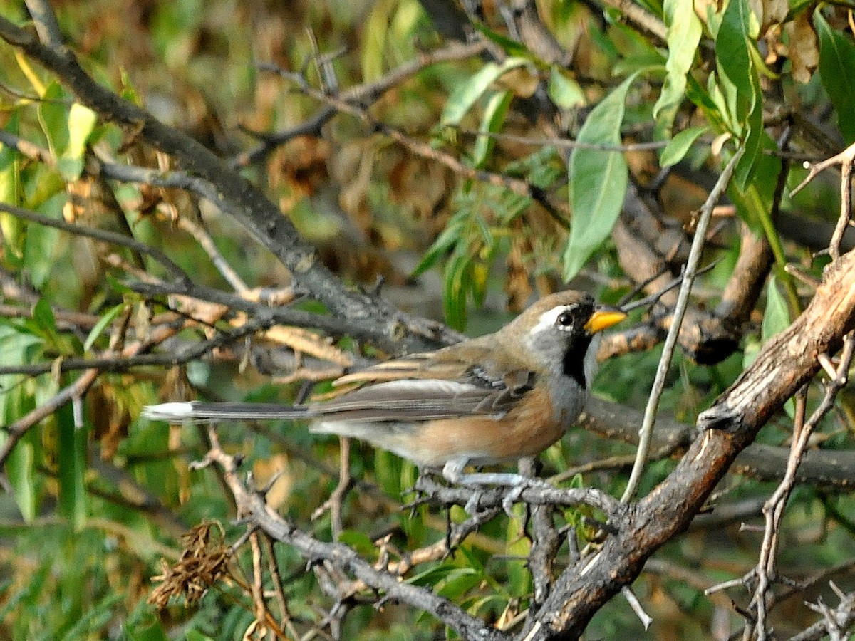 Many-colored Chaco Finch - Fermin Zorrilla