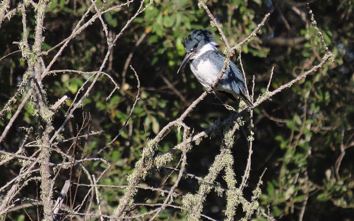 Belted Kingfisher - ML498550491