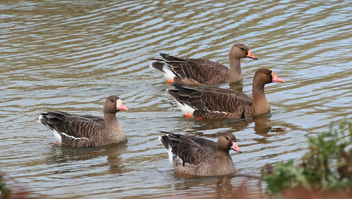 Greater White-fronted Goose - ML498557861