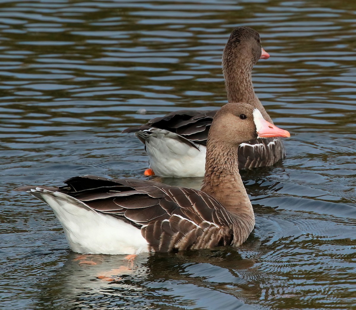 Greater White-fronted Goose - ML498558631