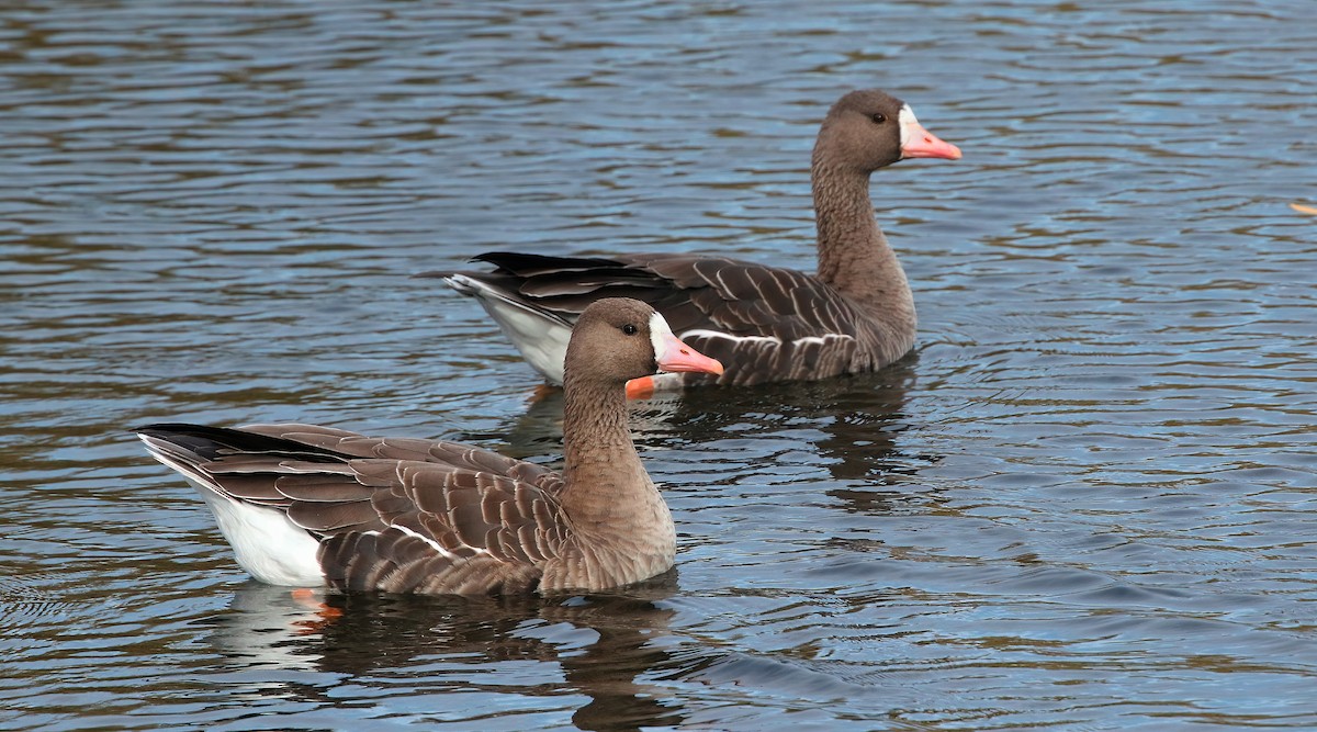 Greater White-fronted Goose - ML498559281