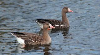 Greater White-fronted Goose, ML498559281