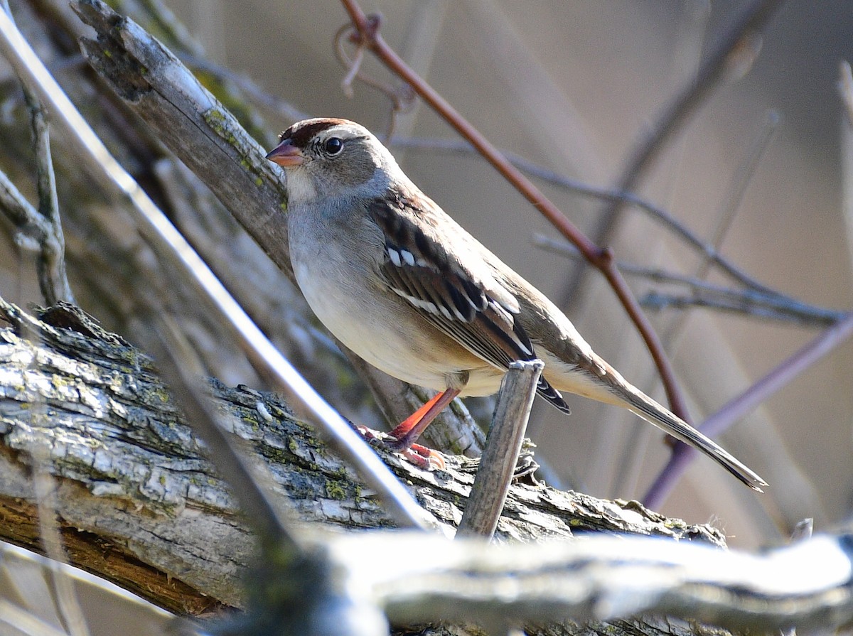 White-crowned Sparrow - Keegan Slick