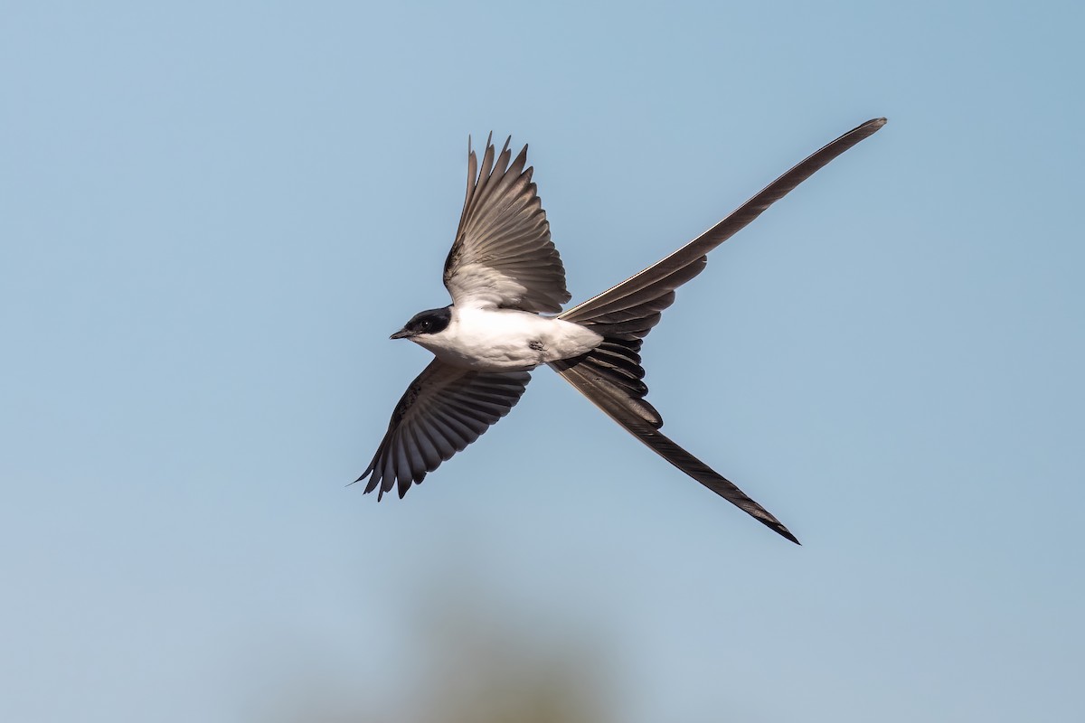 Fork-tailed Flycatcher - Matt Zuro