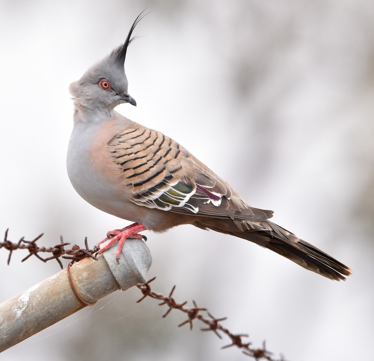 Crested Pigeon - ML498567411