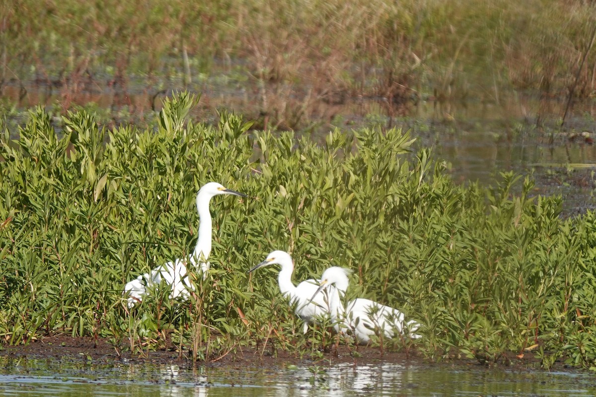 eBird Checklist - 28 Oct 2022 - Cosumnes River Preserve--Cosumnes River ...