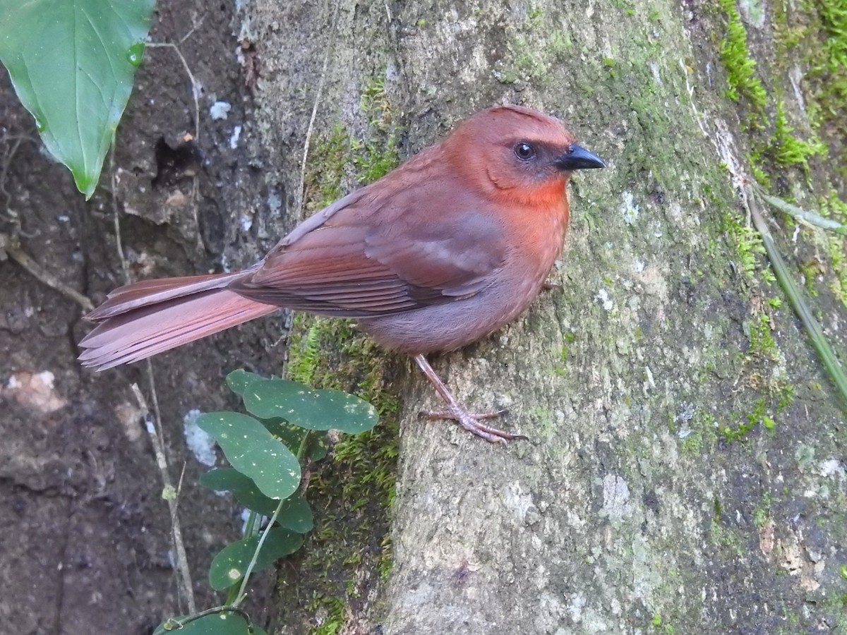Red-throated Ant-Tanager - ML498570981