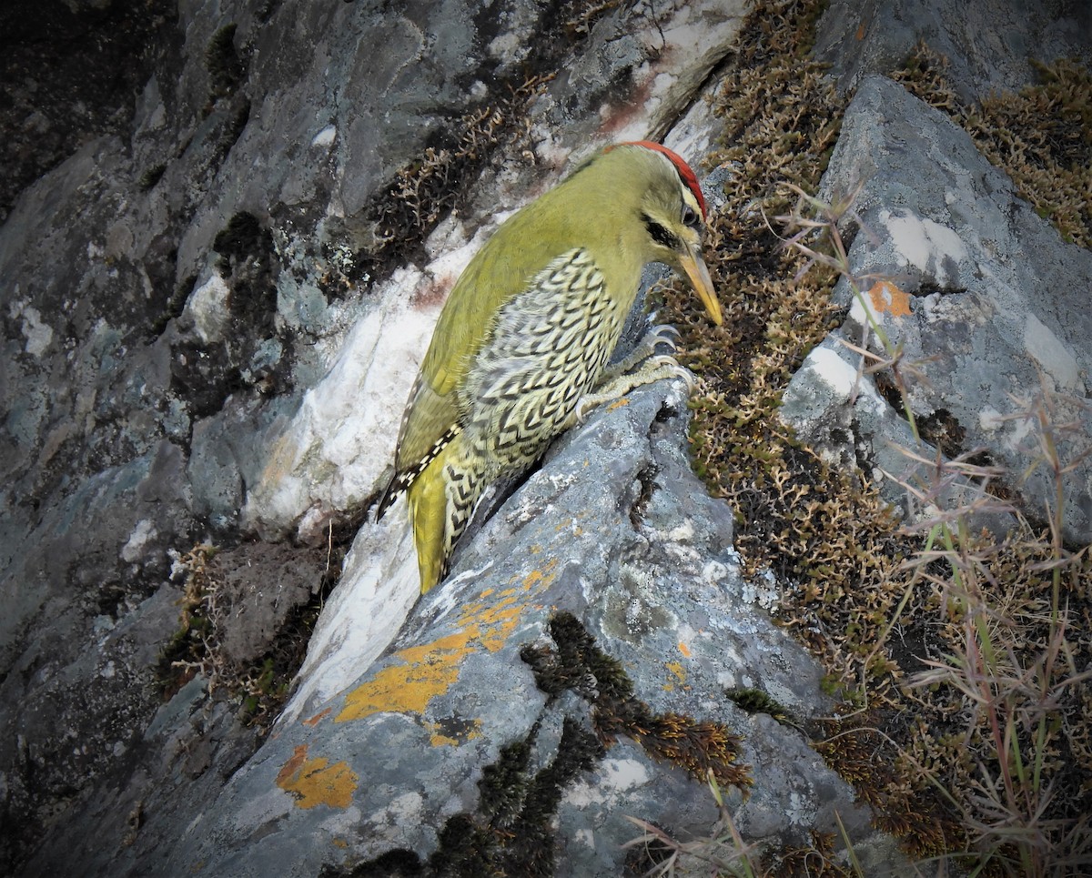 Scaly-bellied Woodpecker - ML498576471