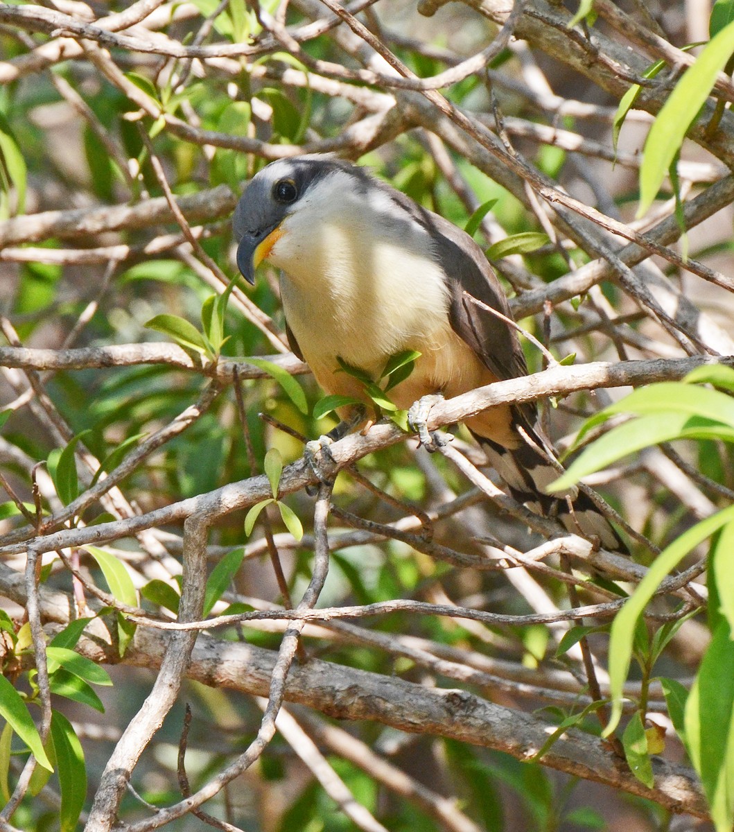 Mangrove Cuckoo - ML49857761