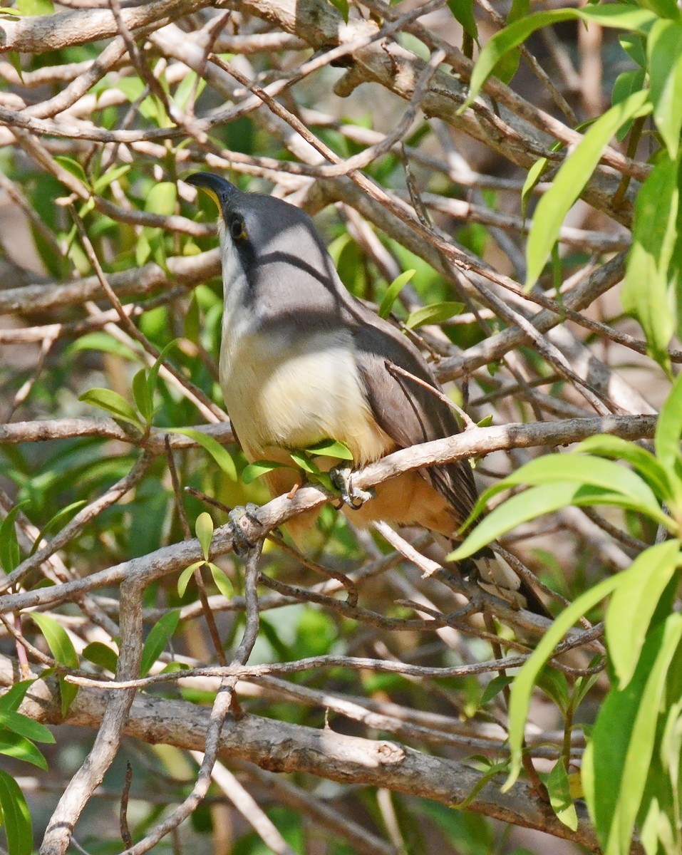 Mangrove Cuckoo - ML49857771