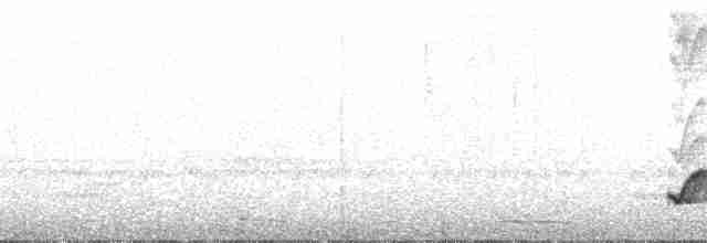 Чёрный бубу (fuelleborni) - ML49858