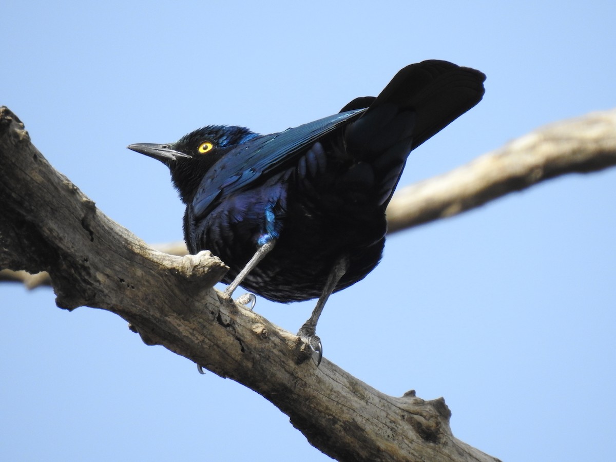 Greater Blue-eared Starling - ML498580541