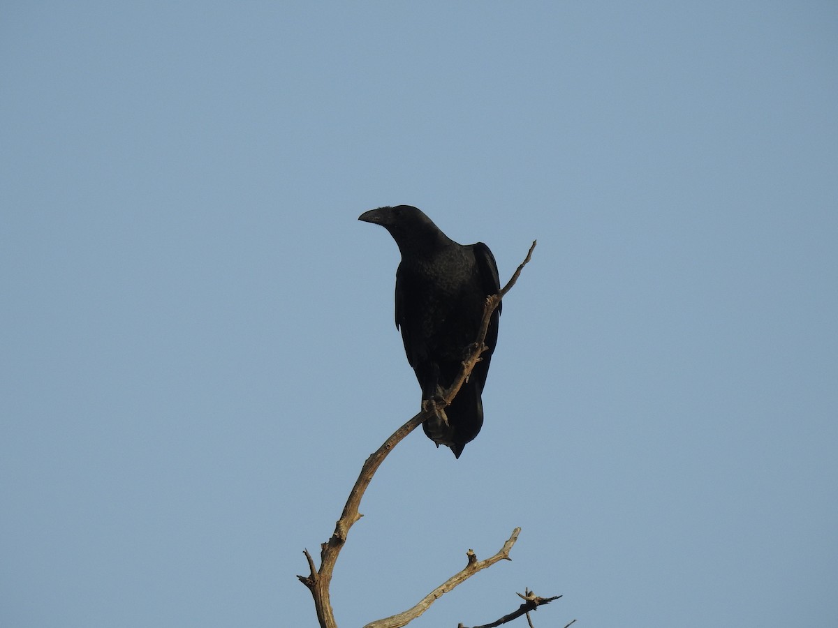 Fan-tailed Raven - Abdulhakim Abdi