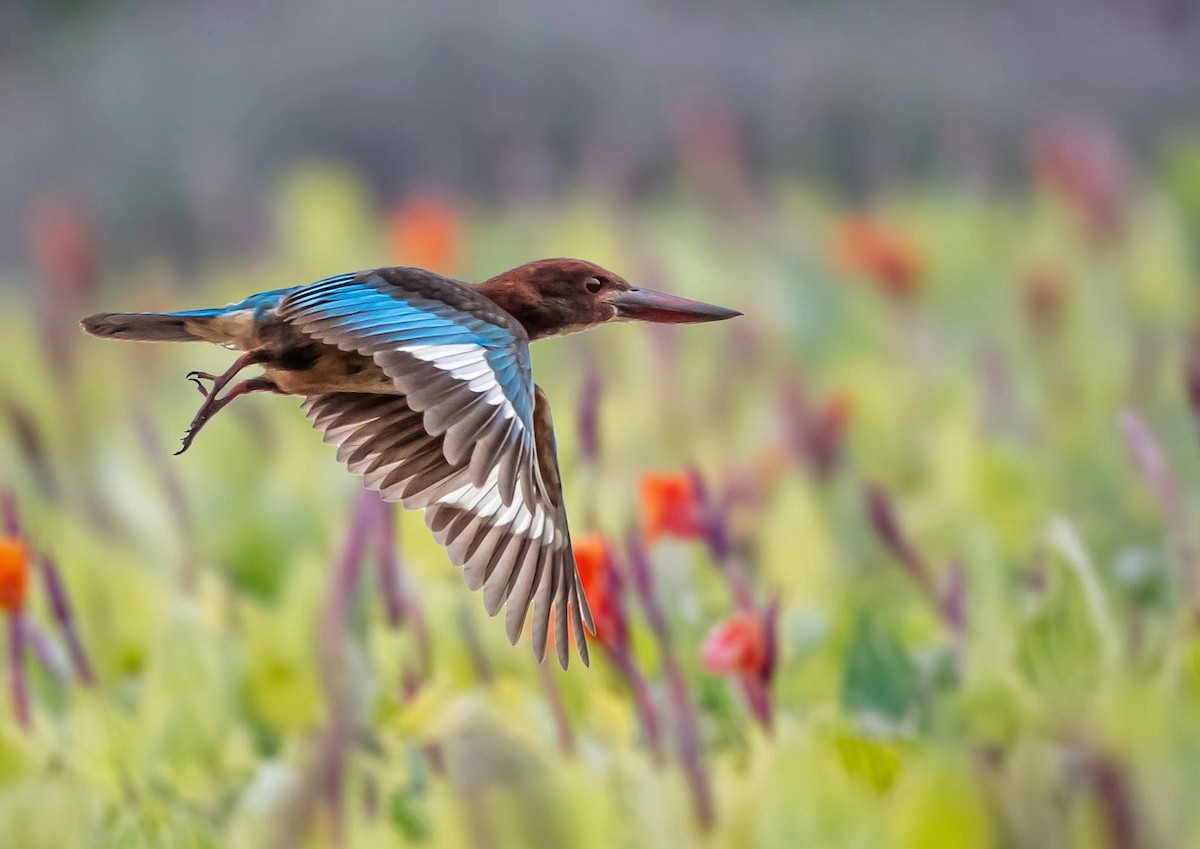 White-throated Kingfisher - 浙江 重要鸟讯汇整