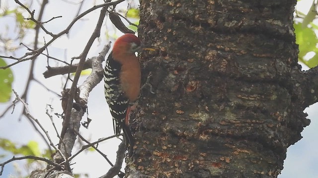 Rufous-bellied Woodpecker - ML498584481