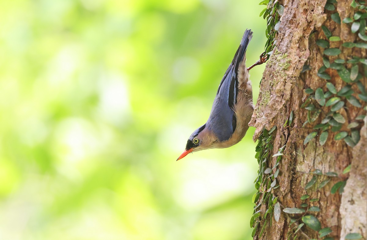 Velvet-fronted Nuthatch - ML498585731
