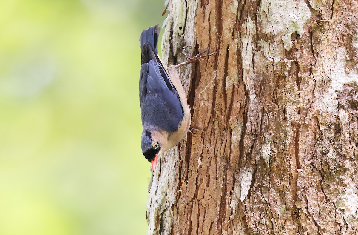 Velvet-fronted Nuthatch - ML498585761