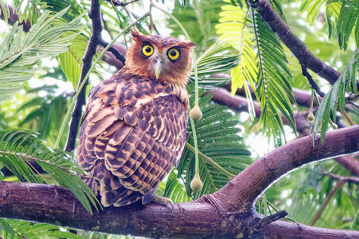 Philippine Eagle-Owl - ML498586031