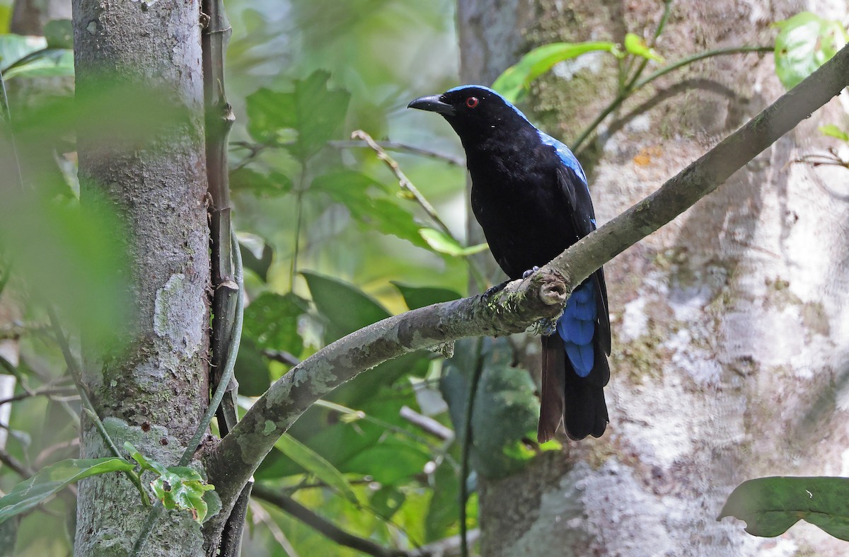 Asian Fairy-bluebird (Palawan) - ML498586151