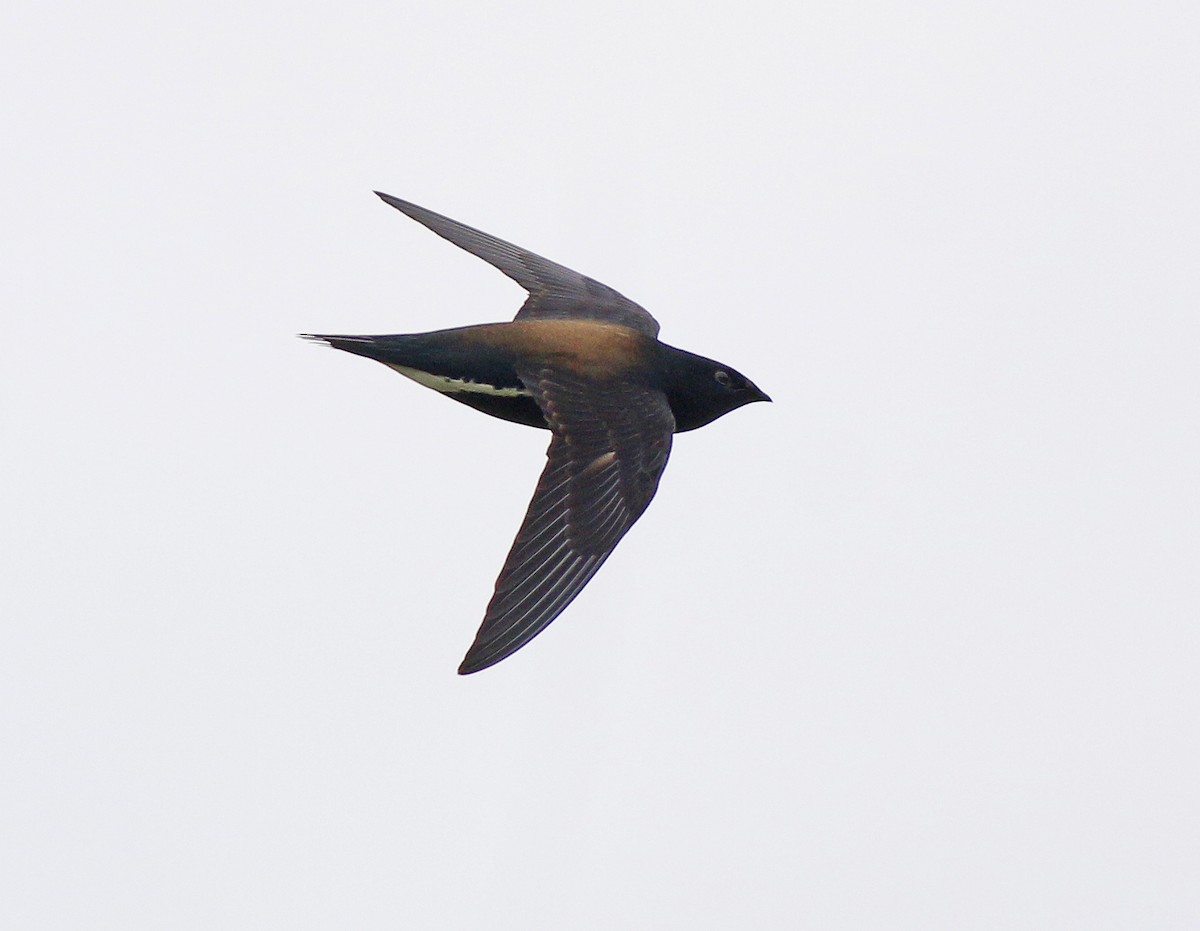 Brown-backed Needletail - ML498589851
