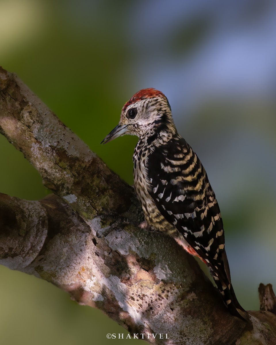 Freckle-breasted Woodpecker - ML498591821