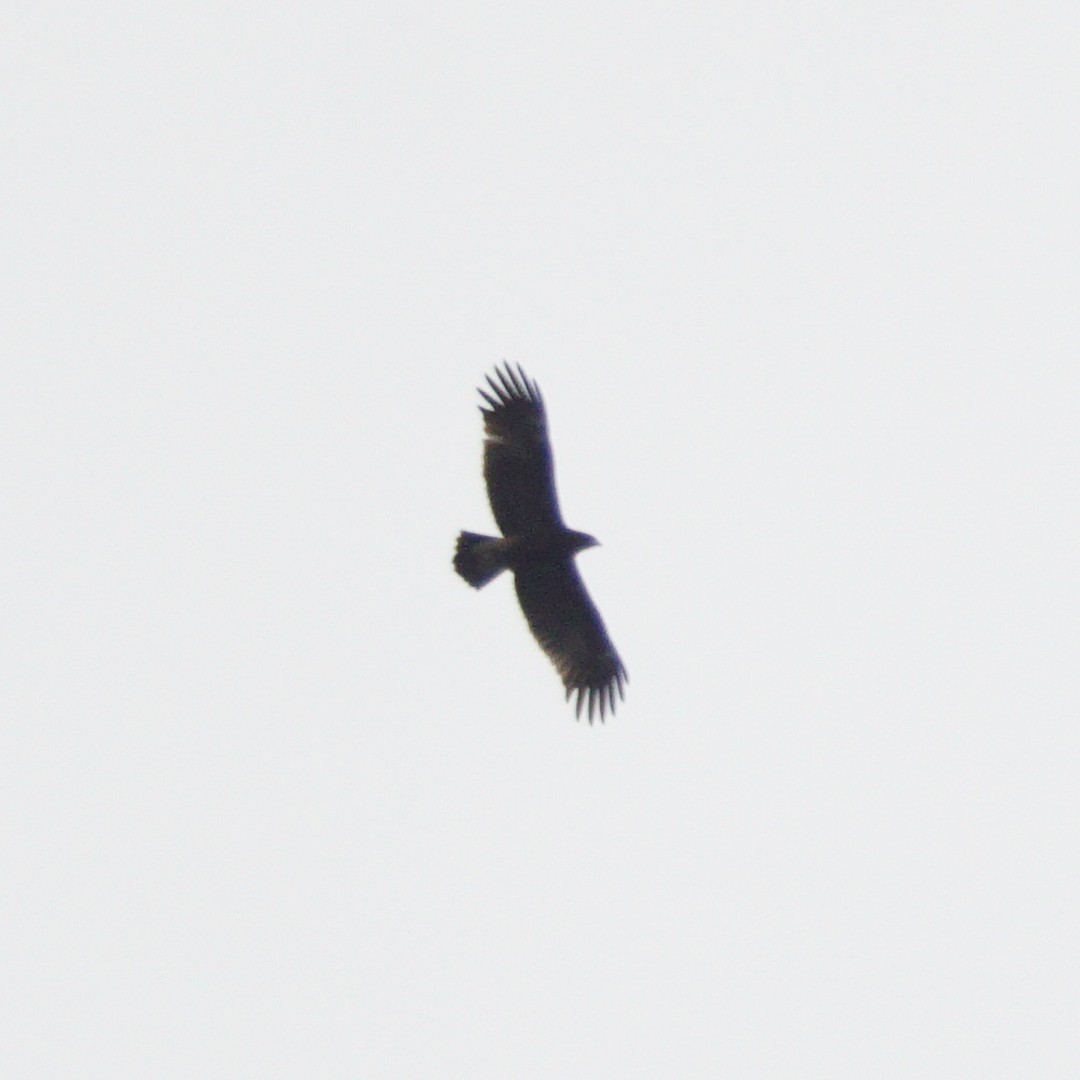 Greater Spotted Eagle - ML498597281