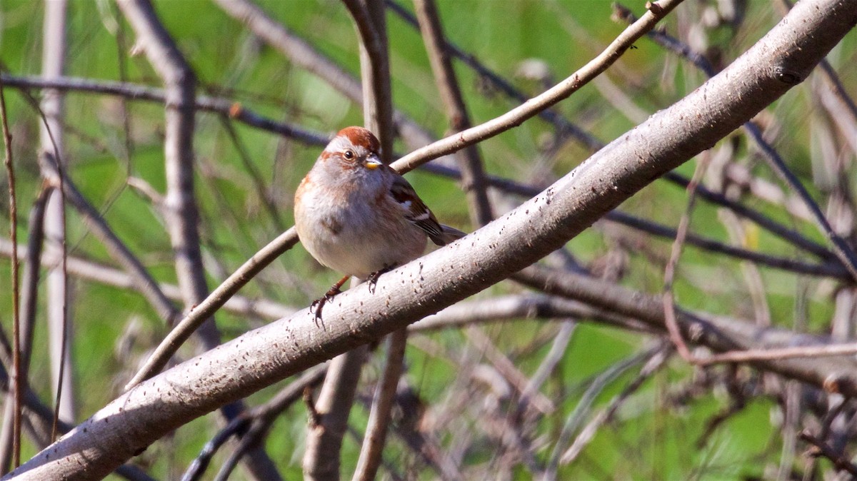 American Tree Sparrow - ML498599701