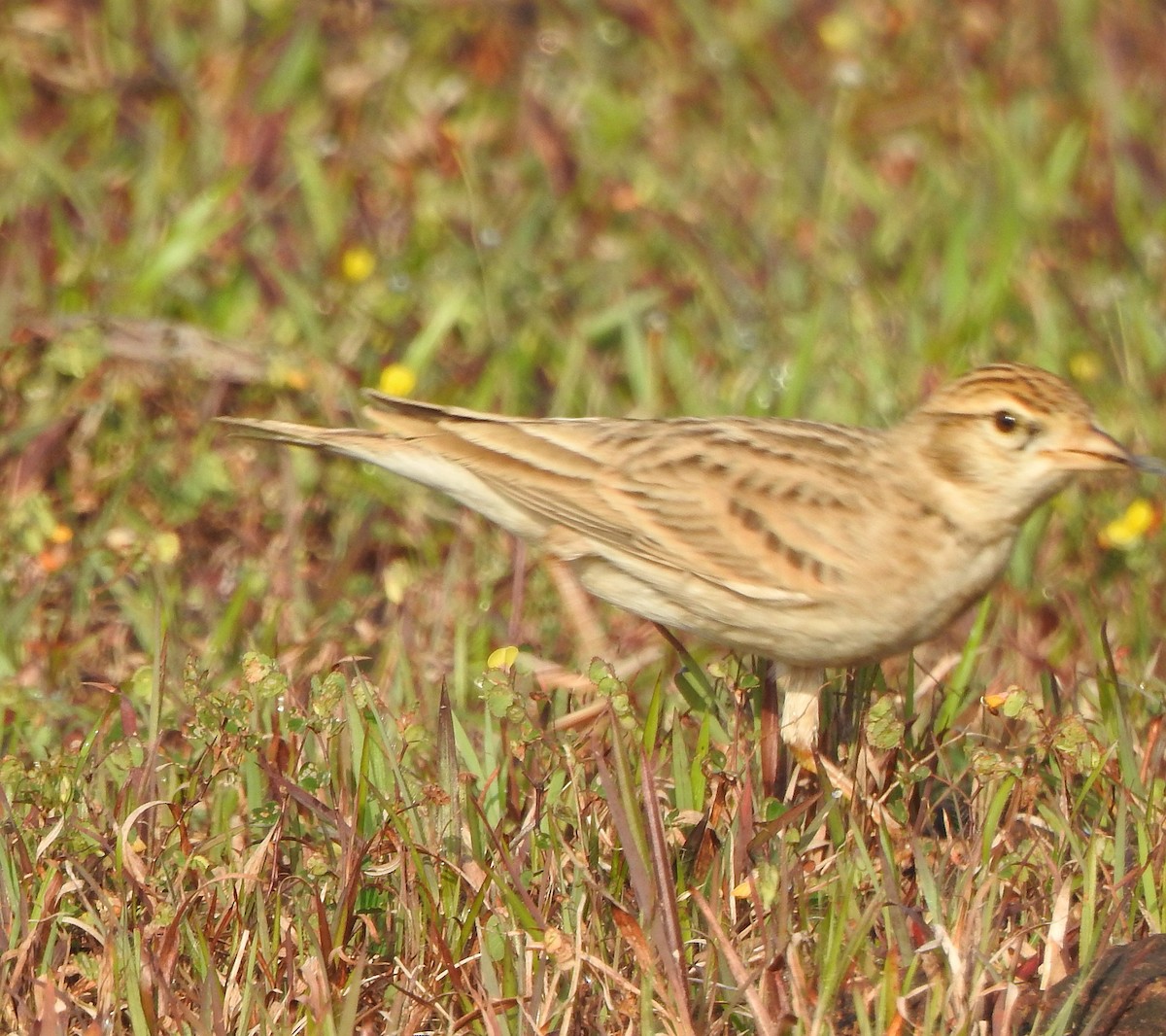 Mongolian Short-toed Lark - ML498602341