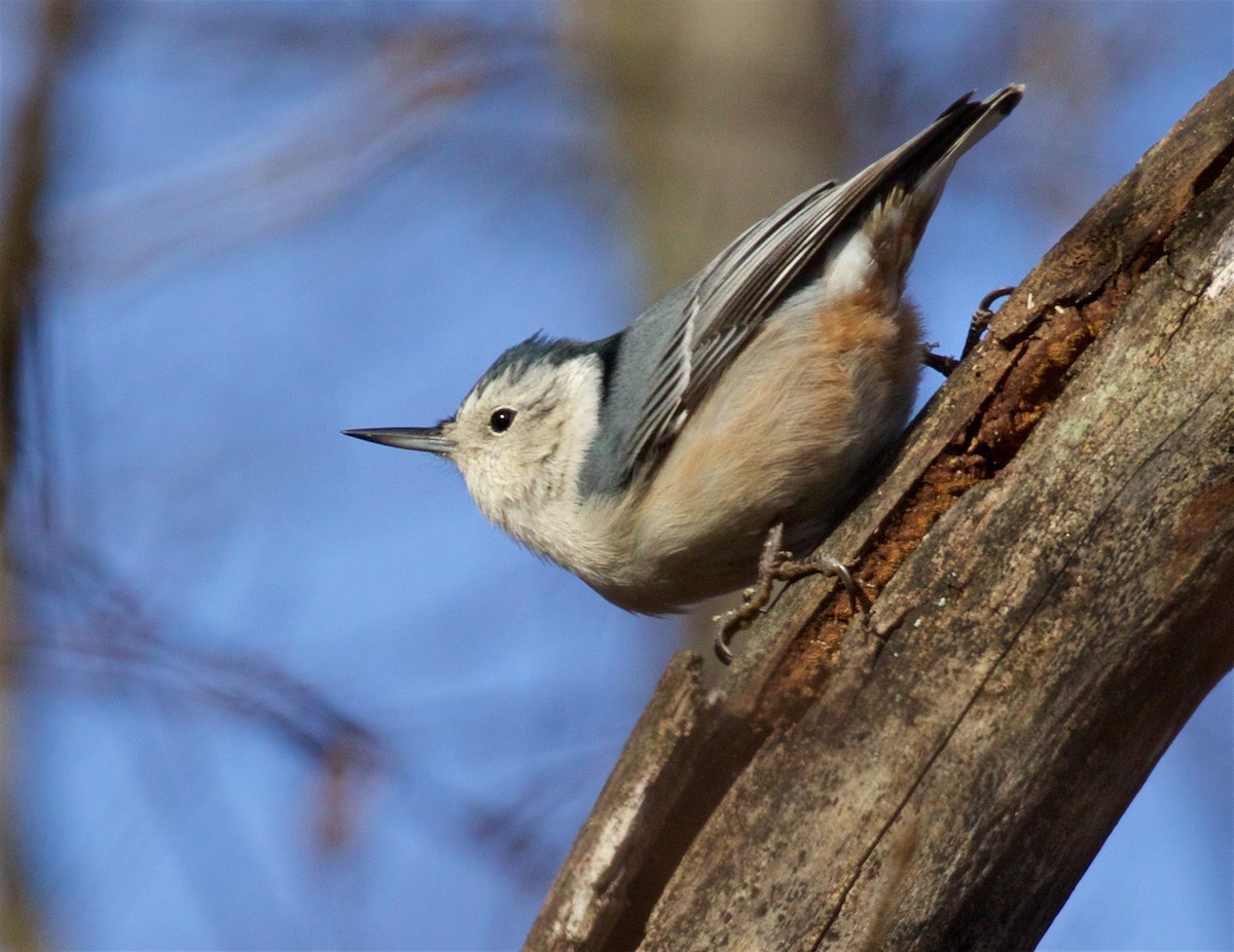 White-breasted Nuthatch - Ed Harper