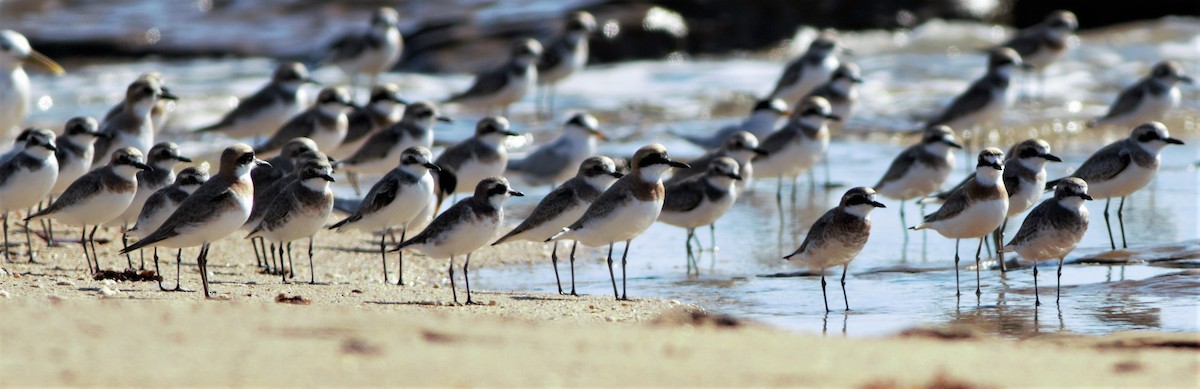 Greater Sand-Plover - Greg Roberts