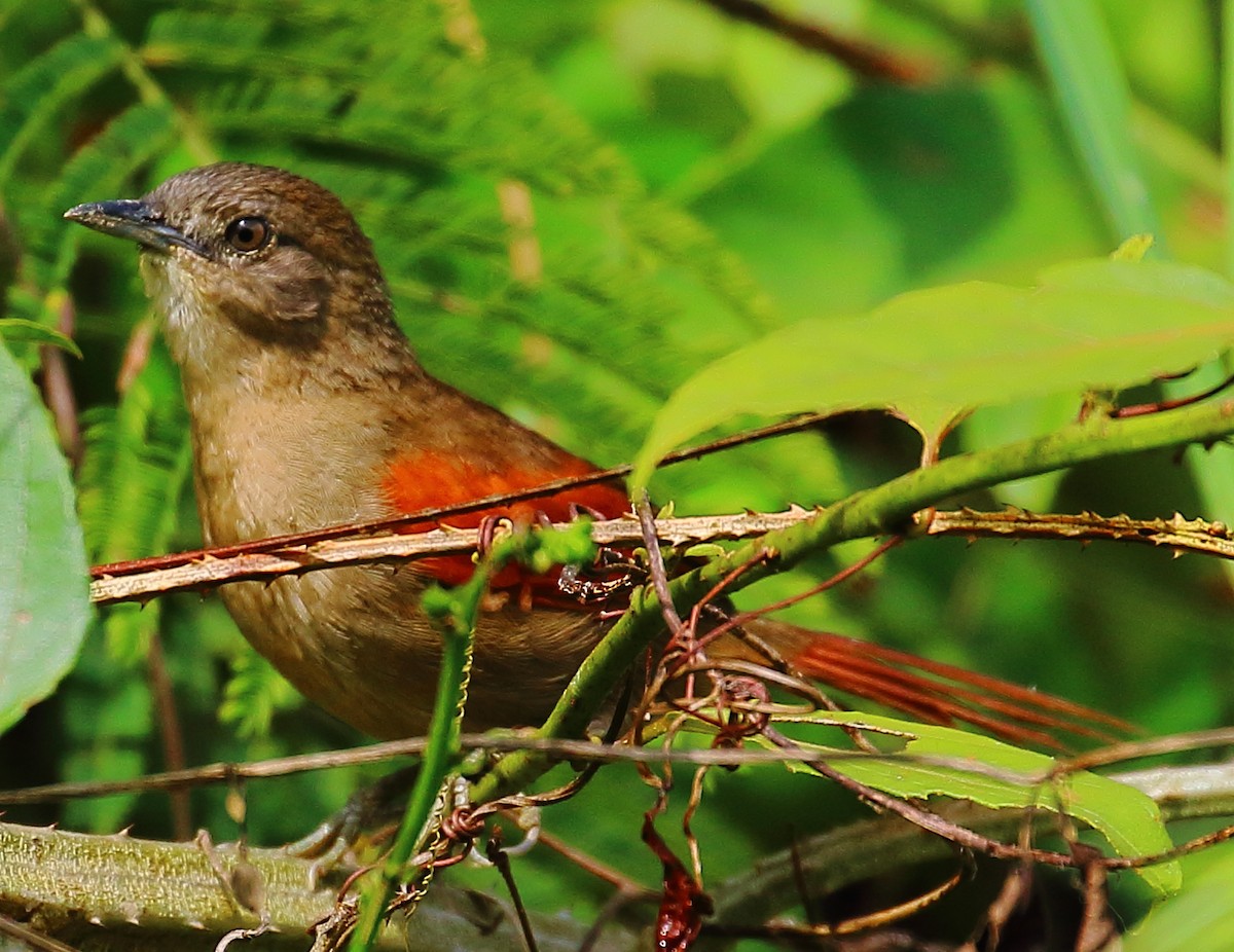 Plain-crowned Spinetail - ML498609621