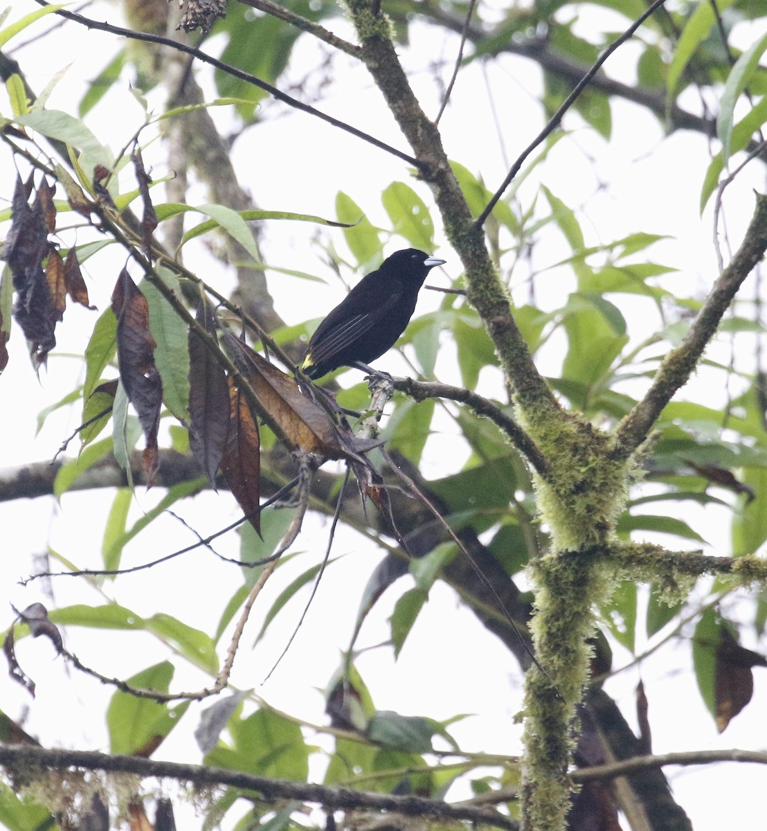 Flame-rumped Tanager - ML498611701