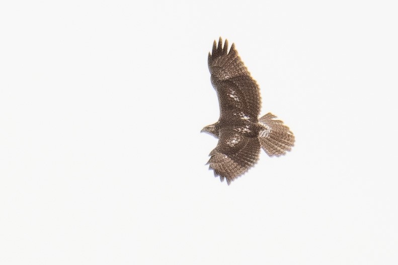 Red-tailed Hawk (fuertesi) - ML498612281