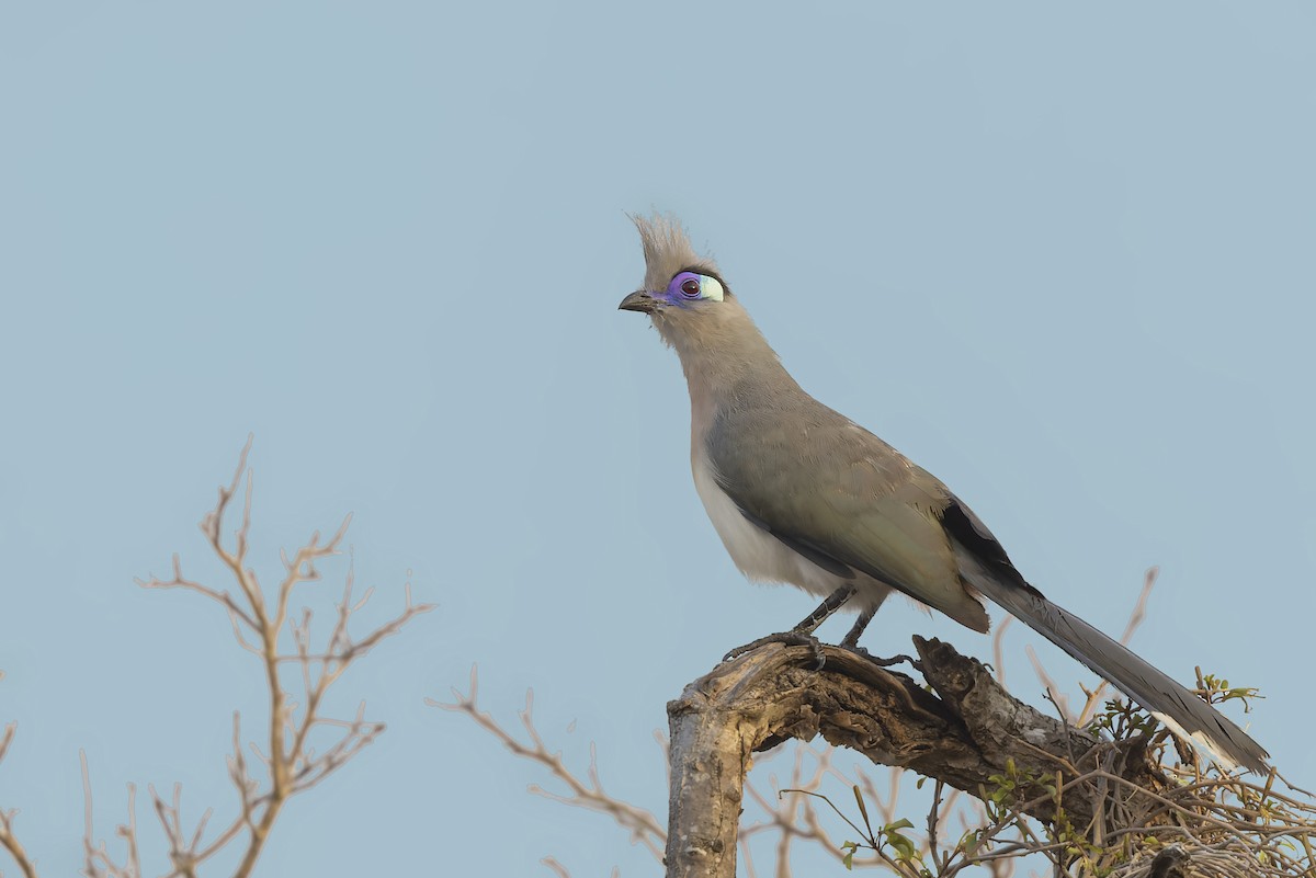 Crested Coua - ML498615381