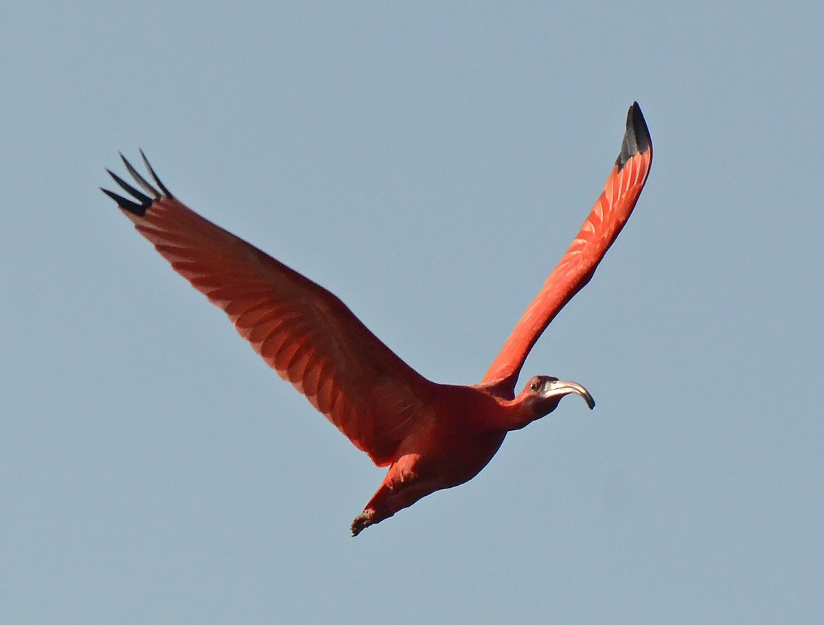 Scarlet Ibis - ML49861641