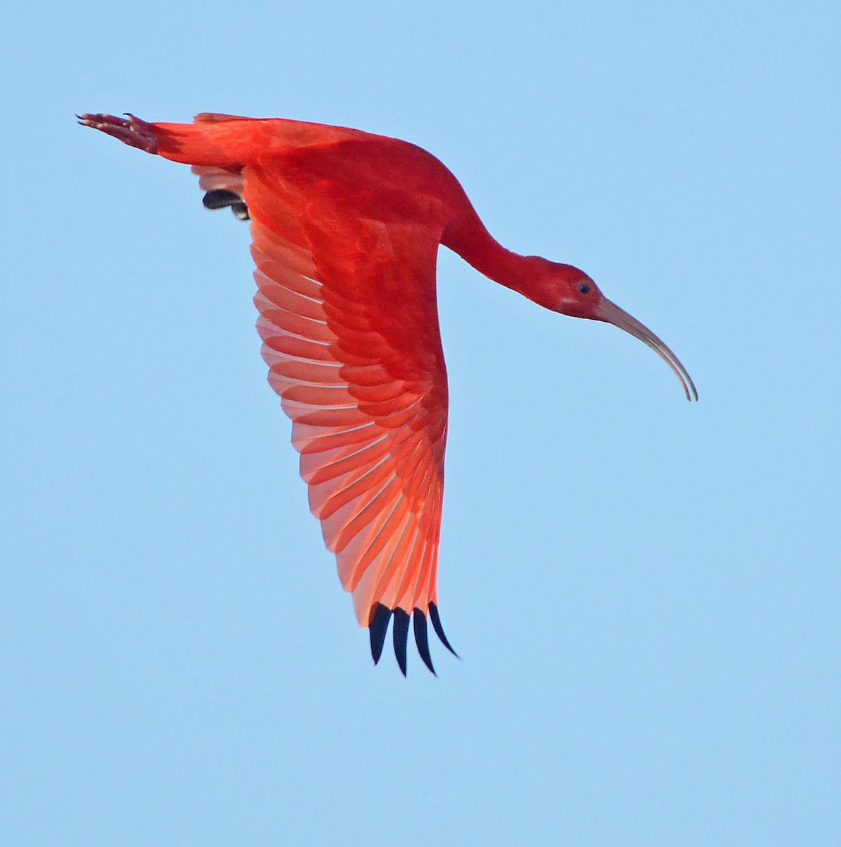Scarlet Ibis - ML49861651