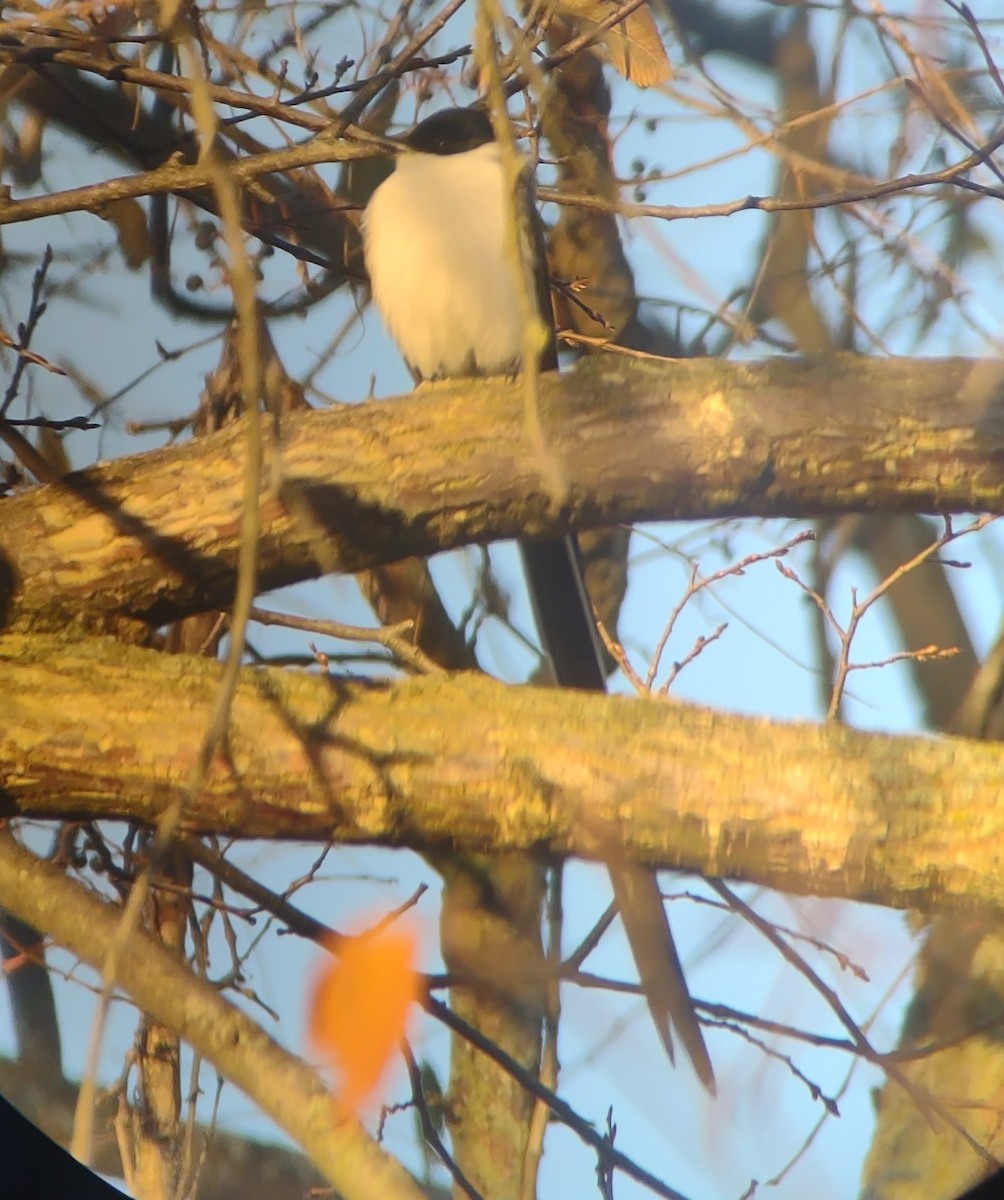 eBird Checklist 29 Oct 2022 Forktailed Flycatcher spot Indiana