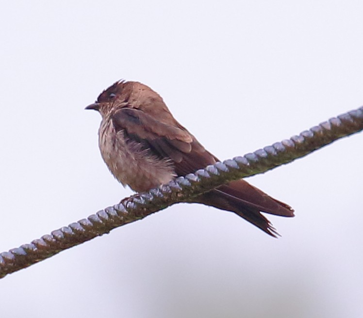 White-thighed Swallow - ML498617561