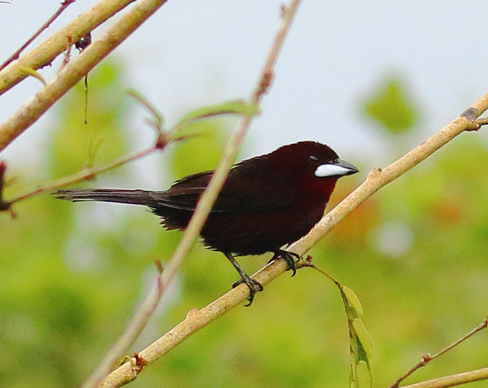 Silver-beaked Tanager - ML498617641
