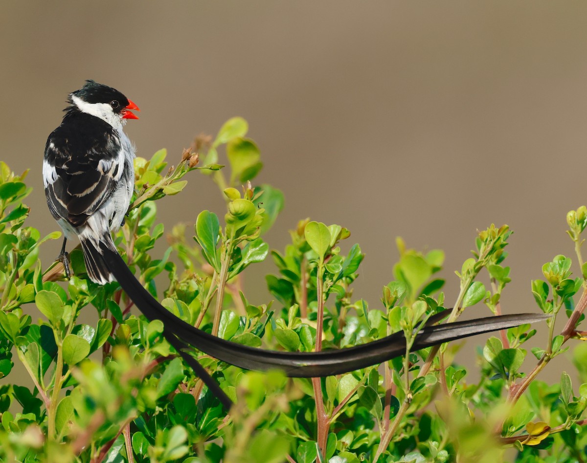Pin-tailed Whydah - ML498620831